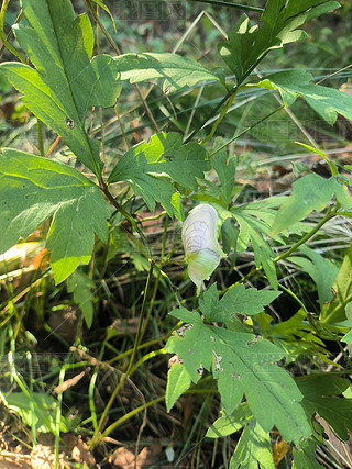 茭瓜叶摄影图|瓜叶乌头