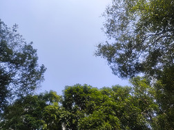 2023树影天空蓝天树木摄影图高清照自然风景