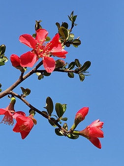 一树海棠春满院摄影图