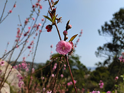 粉色桃花树天空背景摄影图