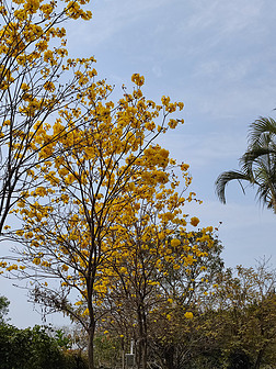 黄色风铃树蓝天背景摄影图
