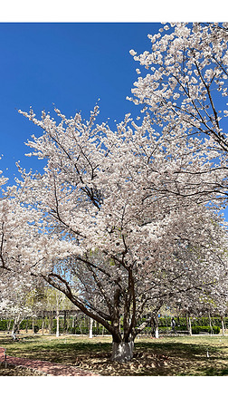 春天春季樱花树浪漫樱花蓝天晴天树林粉色花天空背景