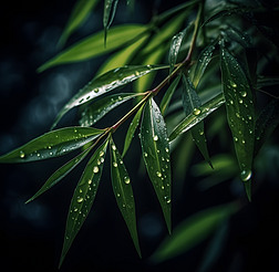 竹叶水滴自然植物高清摄影