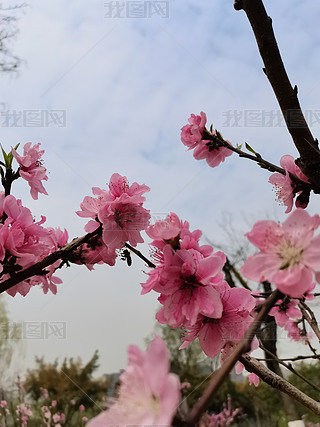 粉红桃花摄影图片