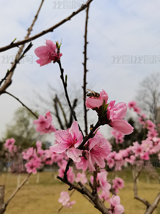 粉红桃花摄影图片