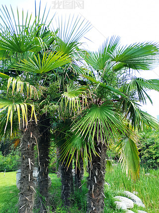 扇子树幼苗专题模板