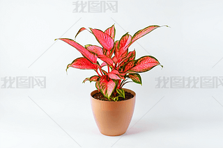 һзۺɫAglaonemaֲͼƬ