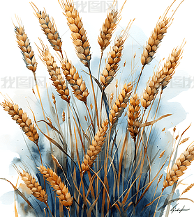 原创手绘麦穗麦子素材元素-版权可商用