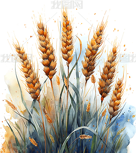 原创手绘麦穗麦子素材元素-版权可商用