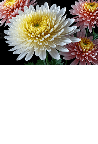 AIGC | 星辰元宇宙：画风多变的菊花艺术