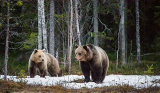 Wild Juvenile Brown Bears