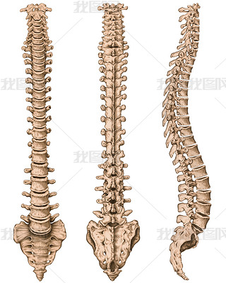 Anatomy of human bony system, human skeletal system, the skeleton, spine, columna vertebralis, verte