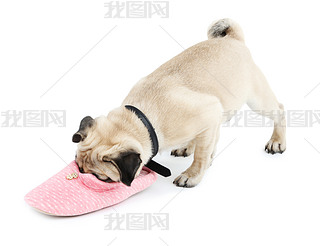 Ȥ ɰͻõ pug ϰɫЬ