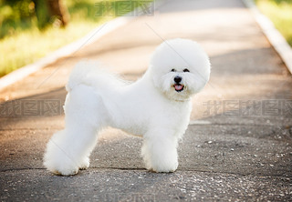 Bichon frize on nature background