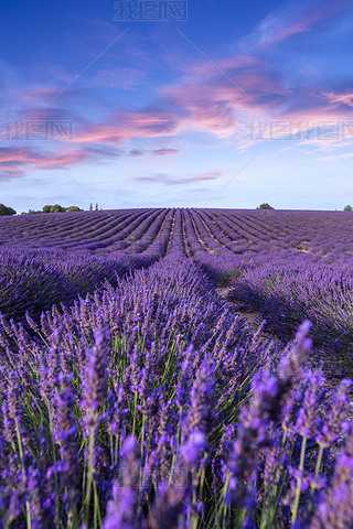 ޹²ݻ侰۸ Valensole