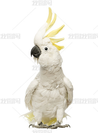 ͷģ30 ꣬ڰɫǰ cacatua galerita