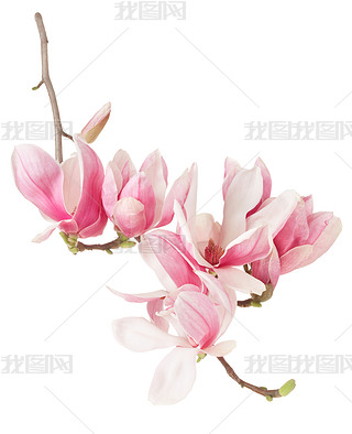 Magnolia, spring pink flower branch and buds on white