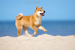  shiba inu С