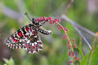 Zerynthia rumina Butterfly 