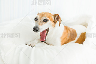 ڰɫĴϺ Yawning