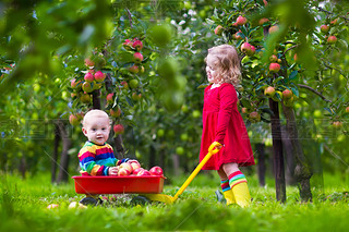 Kids playing in apple tree garden