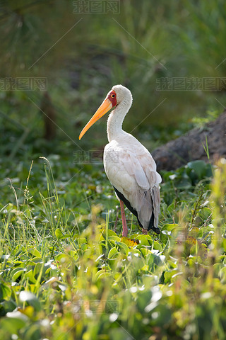 Elephant stork in profile looking at camera