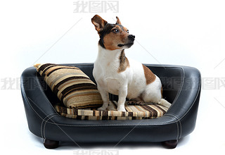 Jack Russell Terrier sitting on Luxury Dog Bed