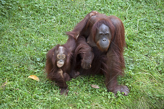 Orang utan ĸ뺢