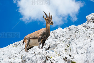 ɽ ibex