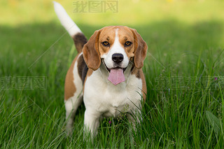 beagle ȮرФ