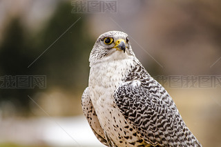 ڶ Gerfalcon