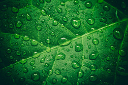 雨后的水滴绿叶