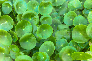  Pennywort һֲ