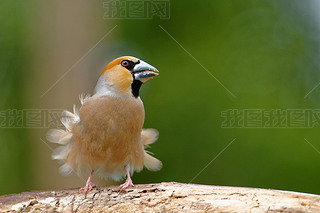 Hawfinch 봵ë