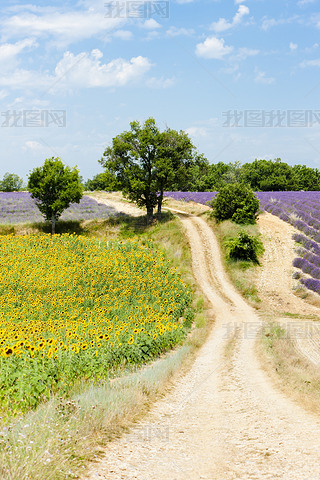 տ ޹²򣬸ԭ de valensole˹ f