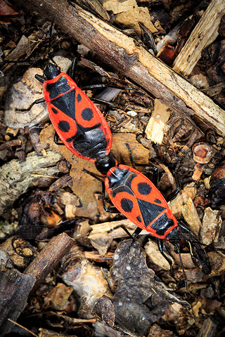 pyrrhocoris ͷ 