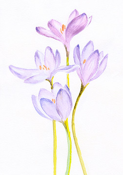 一束紫色的番红花的水彩画作品