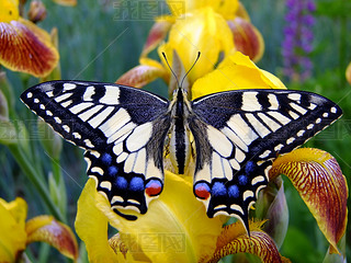 machaon ڻ