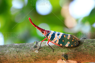 lanternfly ʵ棬̩