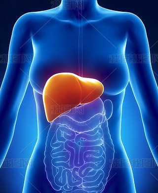 女性肝脏解剖前 x 射线视图