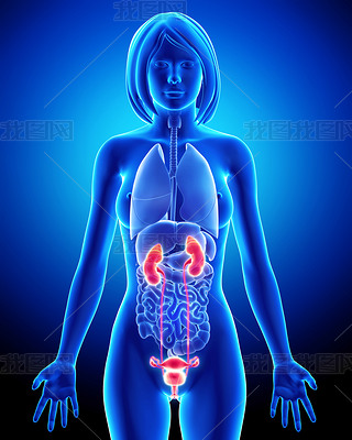 anatomie ?ensk ledvin v modr x-ray y?ce