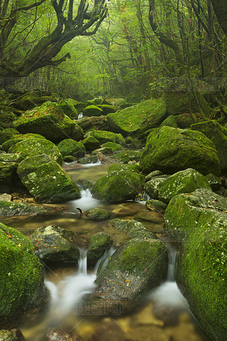 River along Shiratani Unsuikyo rainforest trail on Yakushima Isl