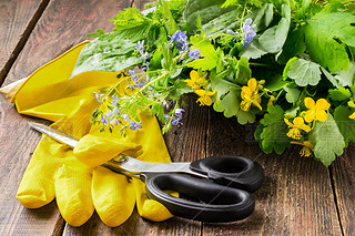 Fresh cut plants for herbal medicine