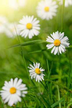在草甸，特写镜头中的白色雏菊