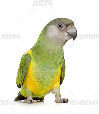 ڼӶ-poicephalus senegalus