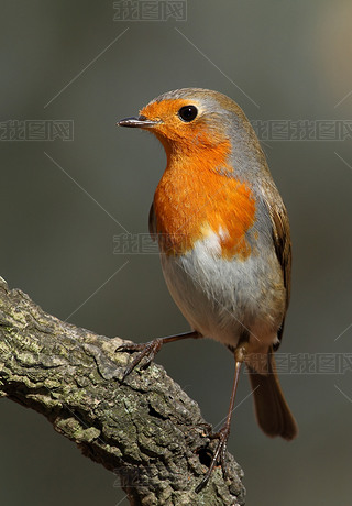 Ϣ֦ϵ erithacus rubecula ޱ