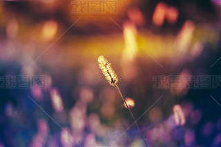 Nature Toned Grass Background Of Grass.