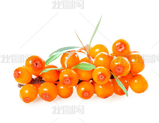 sea buckthorn berries branch is isolated on white background