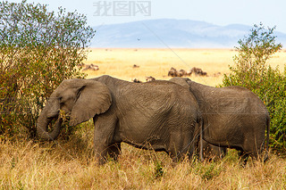 Adult african bush elephants grazing in African sanna