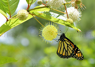  danaus plexippus